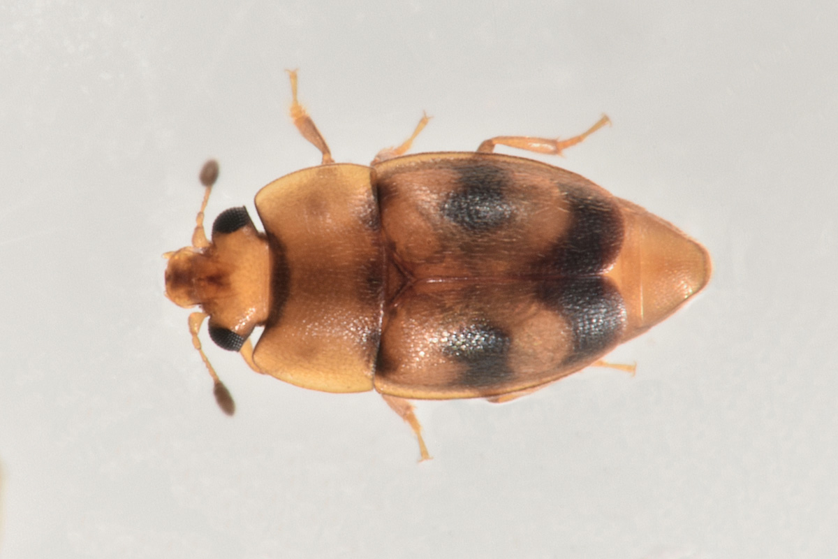 Nitidulidae: Epuraea ocularis? S.